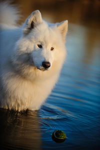 Portrait of sheep swimming in lake