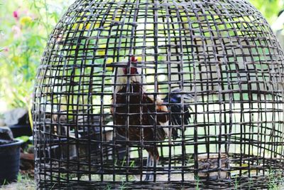 Close-up of birds in cage