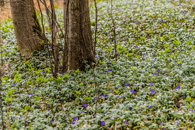 Scenic view of flowering trees in forest