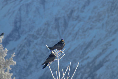 Two alpine coughs perched high up on a snow covered tree