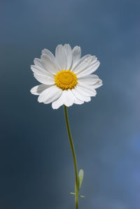 Close-up of white daisy flower