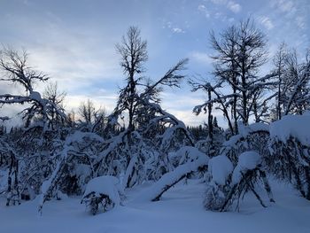 Snow covered trees against sky