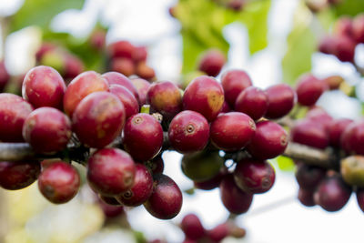 Close-up of cherries growing on tree