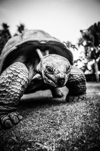 Close-up of tortoise on grass