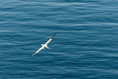 Seagull flying over sea