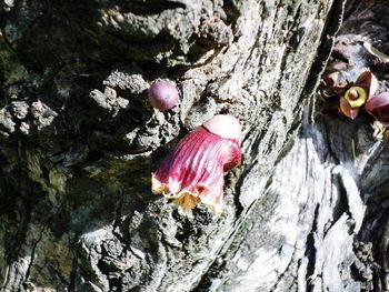 Close-up view of pink and trees