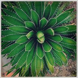 Close-up of dew drops on leaf