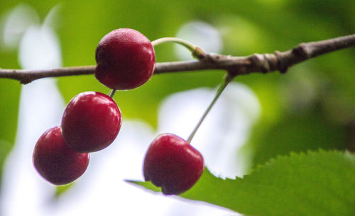 Close-up of cherries growing on tree