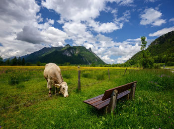 View of a horse on field