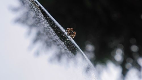 Close-up of spider on web outdoors