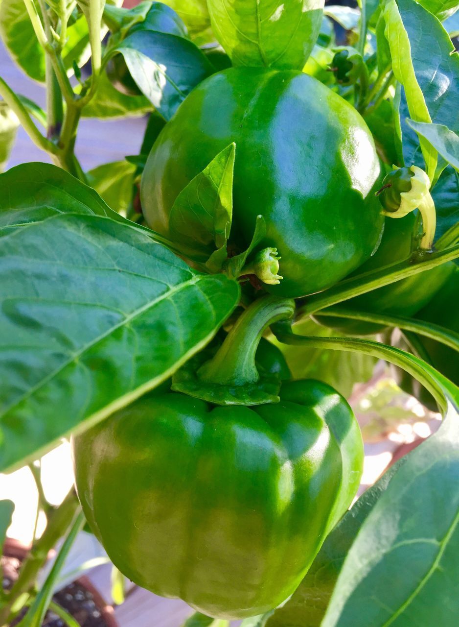 CLOSE-UP OF FRESH GREEN PLANT