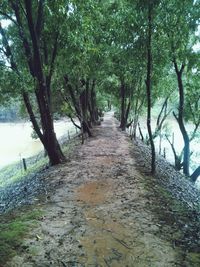 Dirt road amidst trees