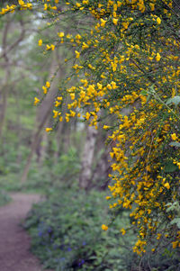 Yellow flowering plant in forest