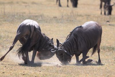 View of two wildebeest fighting