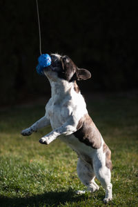 Dog looking away on field