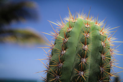 Close-up of cactus against sky