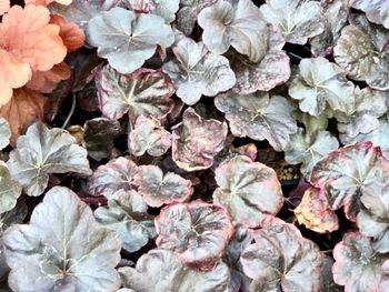 Full frame shot of hydrangea flowers