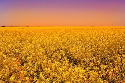 Scenic view of oilseed rape against sky at sunset