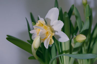 Close-up of white flowering plant