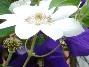 Close-up of white flowers