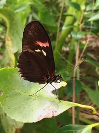 Close-up of butterfly perching on leaf