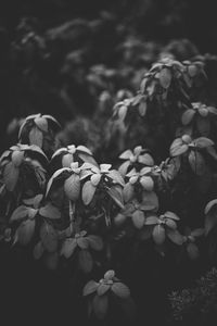 Close-up of plants