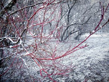 branch