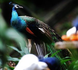Close-up of peacock perching outdoors