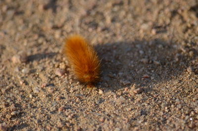 Close-up of insect on field