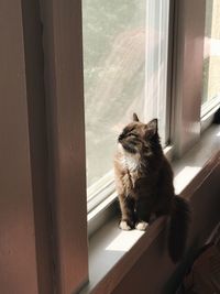 Cat sitting on window sill