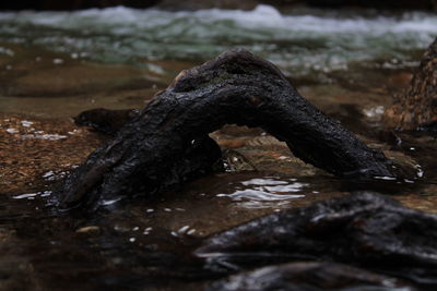 Close-up of lizard on rock in water