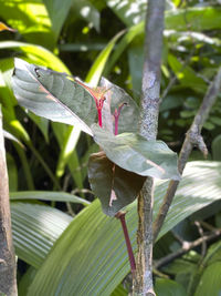 Close-up of insect on leaves