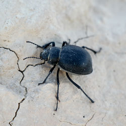 High angle view of insect