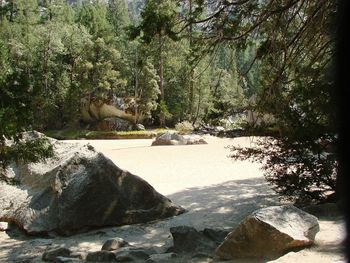 Scenic view of trees