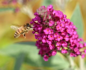 Close-up of bee pollinating on purple flower