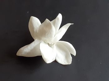 Close-up of white flower on table against black background