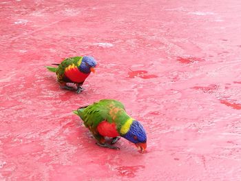 High angle view of rainbow lorikeets on red footpath