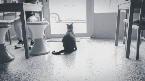 Close-up of cat relaxing on the wall