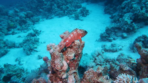 View of crab on rock