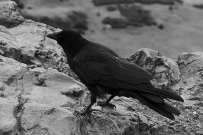 Close-up of bird perching on rock