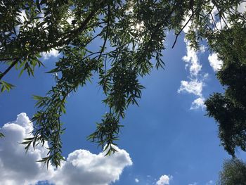 Low angle view of tree against sky