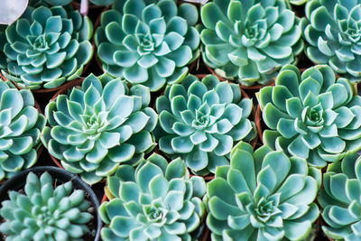 Full frame shot of succulent plant