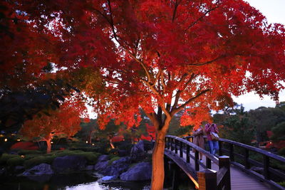 Autumn trees by footbridge