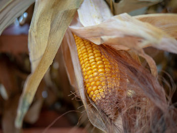 Close-up of fresh corn