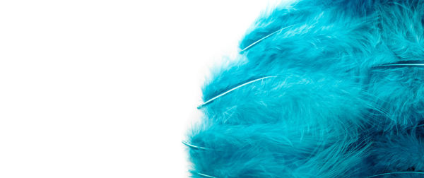 Close-up of feather against white background