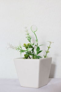 Potted plant on table against white background
