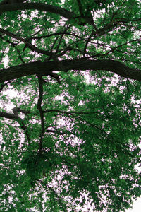 Low angle view of blooming tree