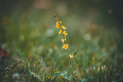 Close-up of yellow flowering plant on field