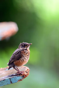 Close-up of bird perching on wood