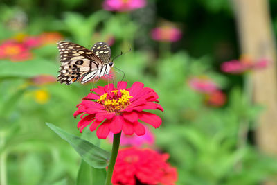 Butterfly on pink flower